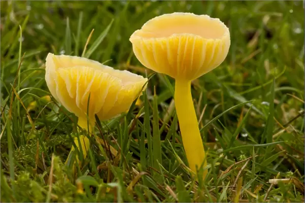 Golden Waxcap (Hygrocybe chlorophana) fruiting bodies, growing in acid grassland, Quantock Hills, Somerset, England, november
