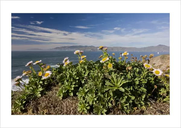 Seaside Fleabane (Erigeron glaucus) flowering, growing on clifftop in coastal habitat, San Francisco Bay, California, U. S. A. november