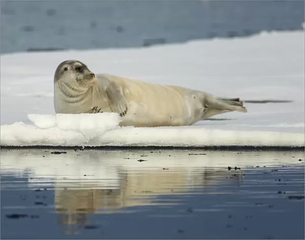 Bearded Seal (Erignathus barbatus) adult, resting on floating pack ice, Svalbard