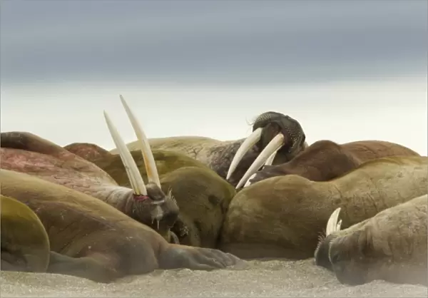 Atlantic Walrus (Odobenus rosmarus rosmarus) adults, group resting on beach, Svalbard, july