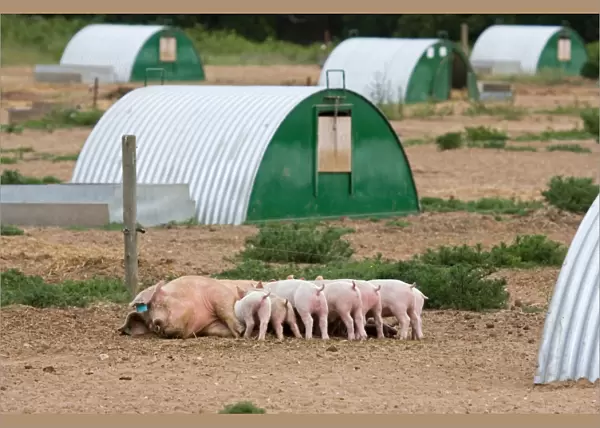 Domestic Pig, Large White x Landrace x Duroc, freerange sow with piglets, suckling, with arcs on outdoor unit, England, june