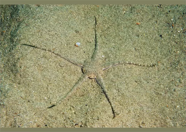 Sand Brittlestar (Ophiura ophiura) adult, on sandy seabed, Worbarrow Bay, Isle of Purbeck, Dorset, England, july