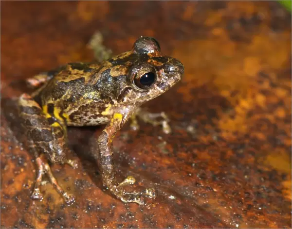Santa Isabel Robber Frog (Pristimantis lindae) adult, very dark specimen, sitting on leaf litter, between Cusco and Manu N. P. Andes, Peru