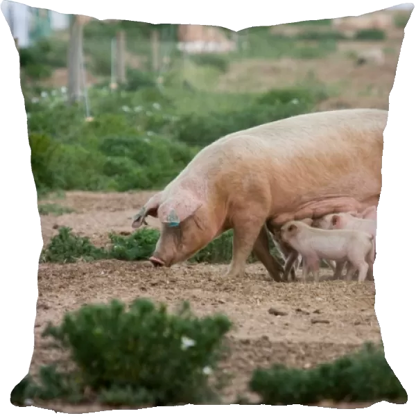 Domestic Pig, Large White x Landrace x Duroc, freerange sow with piglets, suckling, on outdoor unit, England, june