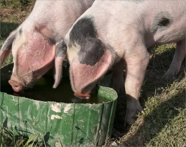 Domestic Pig, Gloucester Old Spot piglets, drinking from tub, freerange on smallholding, Kent, England, july
