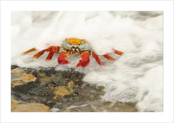 Sally Lightfoot Crab (Grapsus grapsus) adult, standing on rock with wave flowing over, Galapagos Islands