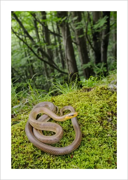 Aesculapian Snake (Zamenis longissimus) adult, coiled on moss in woodland habitat, Italy, june