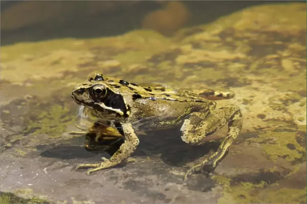 Common Frog (Rana temporaria) adult, resting in shallow water, Oxfordshire, England, august