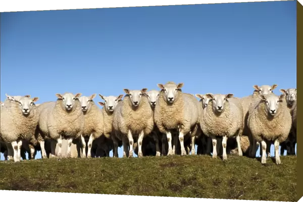 Domestic Sheep, Beltex, flock standing on hillside, England, november