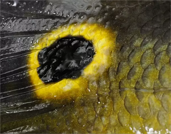 Peacock Bass (Cichla ocellaris) adult, close-up of eyespot on tail, Rupununi River, Guyana