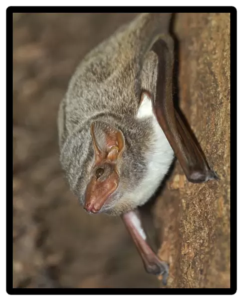 Mauritian Tomb Bat (Taphozous mauritianus) adult, roosting in dry deciduous forest, Ankarafantsika N. P. Northwest Madagascar, july