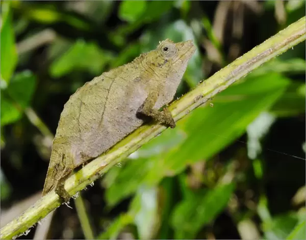 Boulenger's Pygmy Chameleon (Rhampholeon boulengeri) adult, on stem in montane rainforest, Nyungwe Forest N. P. Rwanda