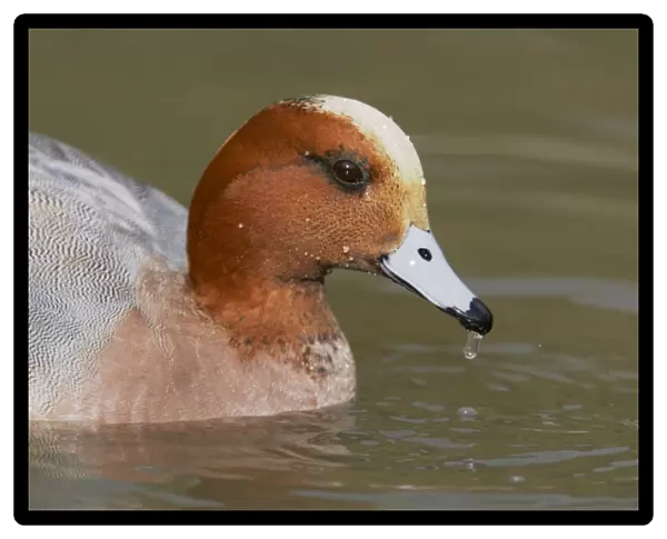 Eurasian Wigeon (Anas penelope) adult male, close-up of head, swimming, Sussex, England
