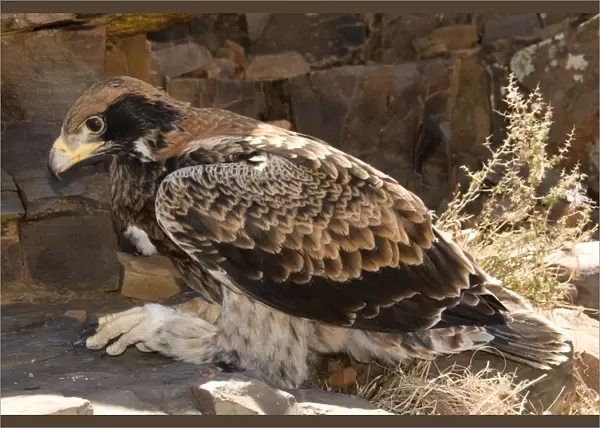 Verreaux's Eagle (Aquila verreauxii) pre-flight fledged juvenile, with full crop, resting on rock, Soutpoort, Northern Cape, South Africa