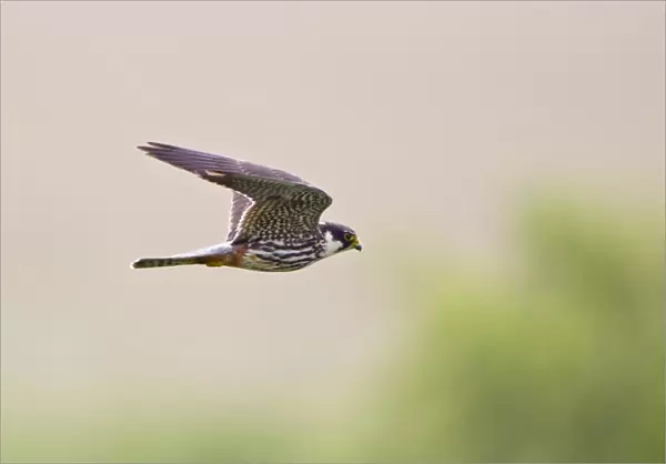 Eurasian Hobby (Falco subbuteo) adult, in flight, Minsmere RSPB Reserve, Suffolk, England, june