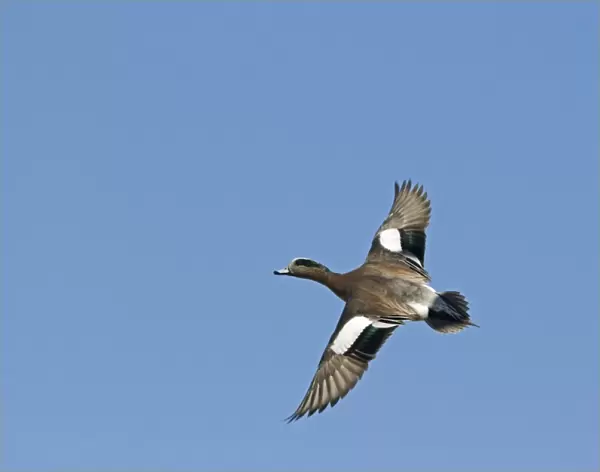 American Wigeon (Anas americana) adult male, in flight, New Mexico, U. S. A. january