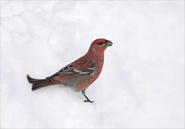 Pine Grosbeak (Pinicola enucleator) adult male, standing on snow in coniferous forest, Lapland, Finland, march