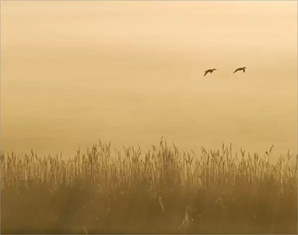 Common Reed (Phragmites australis) reedbed habitat, with ducks in flight, silhouetted at sunrise, Elmley Marshes N. N. R. North Kent Marshes, Isle of Sheppey, Kent, England, may