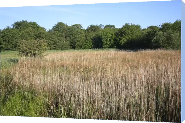 Common Reed (Phragmites australis) reedbed habitat in valley fen reserve, Roydon Fen, Roydon, Upper Waveney Valley, Norfolk, England, june