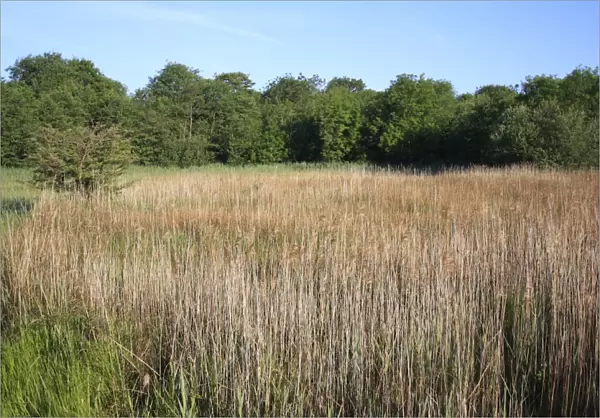 Common Reed (Phragmites australis) reedbed habitat in valley fen reserve, Roydon Fen, Roydon, Upper Waveney Valley, Norfolk, England, june