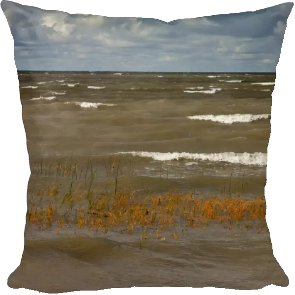 Sea Club-rush (Bolboschoenus maritimus) covered by waves during rough weather, Kesse Island, Gulf of Finland, Baltic Sea, Estonia, september