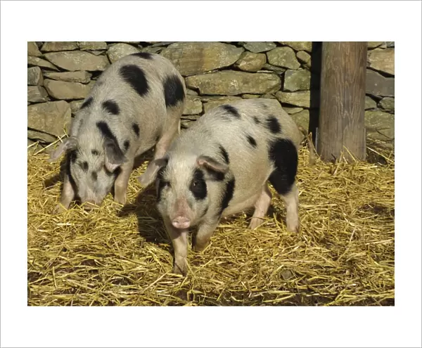 Domestic Pig, Gloucester Old Spot sows, smaller selectively bred sows, part of micro pig breeding process, Cumbria, England, november