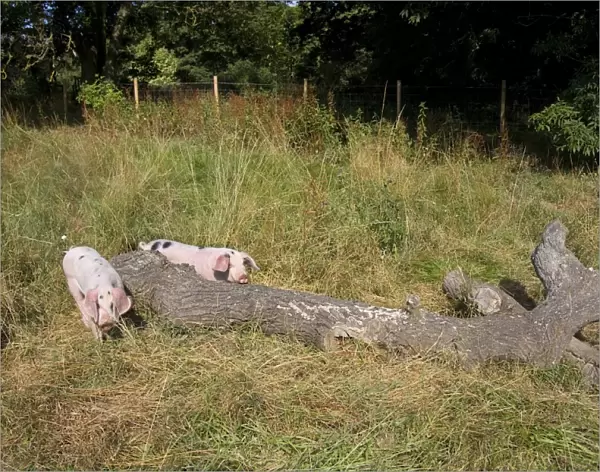 Domestic Pig, Gloucester Old Spot, two piglets, beside log in paddock on smallholding, Kent, England, july