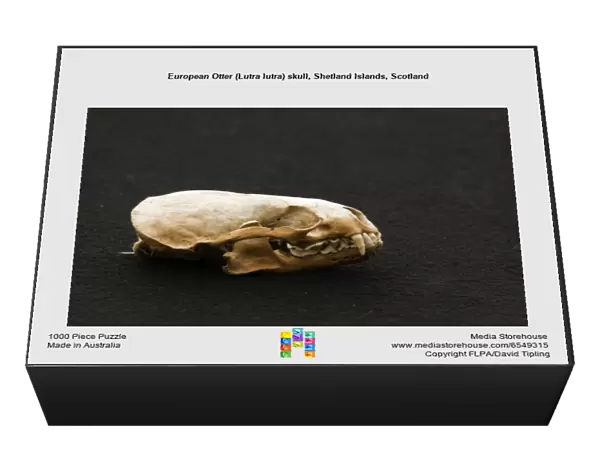 European Otter (Lutra lutra) skull, Shetland Islands, Scotland