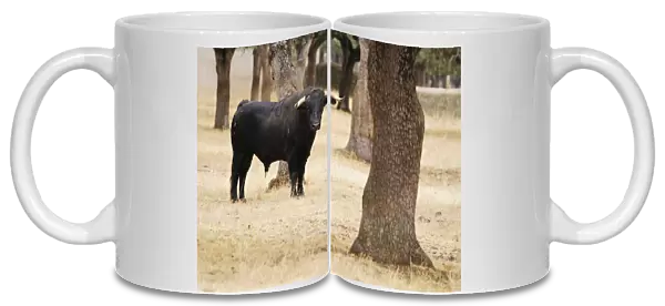 Domestic Cattle, Spanish Fighting Bull, bull, standing in dehesa habitat, Salamanca, Castile and Leon, Spain, september