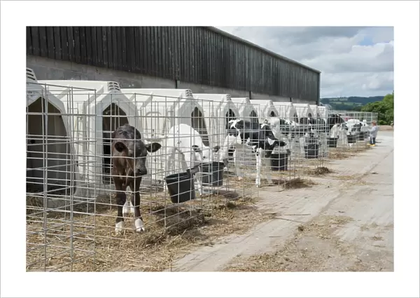Domestic Cattle, Holstein dairy calves, standing in calf hutches, Flintshire, North Wales, july