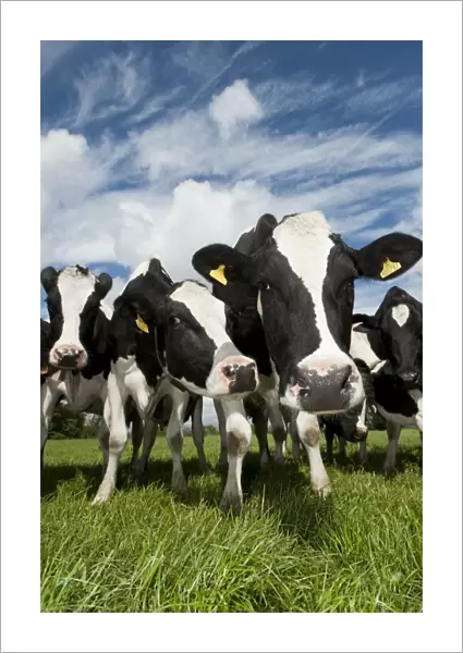 Domestic Cattle, Holstein dairy cows, herd standing in pasture, Cumbria, England, may
