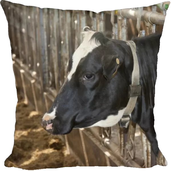 Domestic Cattle, Holstein dairy heifer, wearing neck collar with transponder, Lochmaben, Lockerbie