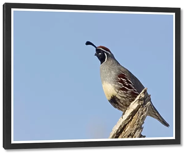 Gambel's Quail (Callipepla gambelii) adult male, perched on log, Bosque del Apache National Wildlife Refuge, New Mexico, U. S. A. december