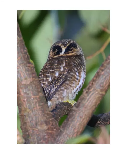 Collared Owlet (Glaucidium brodiei brodiei) adult, rear view of head showing false eye markings, perched in tree, Eaglenest Wildlife Sanctuary, Arunachal Pradesh, India, january