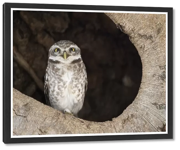 Spotted Owlet (Athene brama) adult, perched in tree hole, Kanha N. P. Madhya Pradesh, India