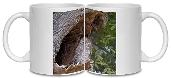 Spotted Owlet (Athene brama) adult, roosting at hole in tree trunk, Rajasthan, India, january