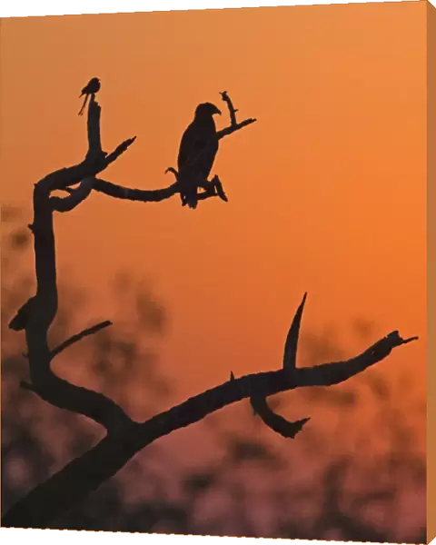 Greater Spotted Eagle (Aquila clanga) and Black Drongo (Dicrurus macrocercus) perched on branches, silhouetted at sunset, Northern India, january