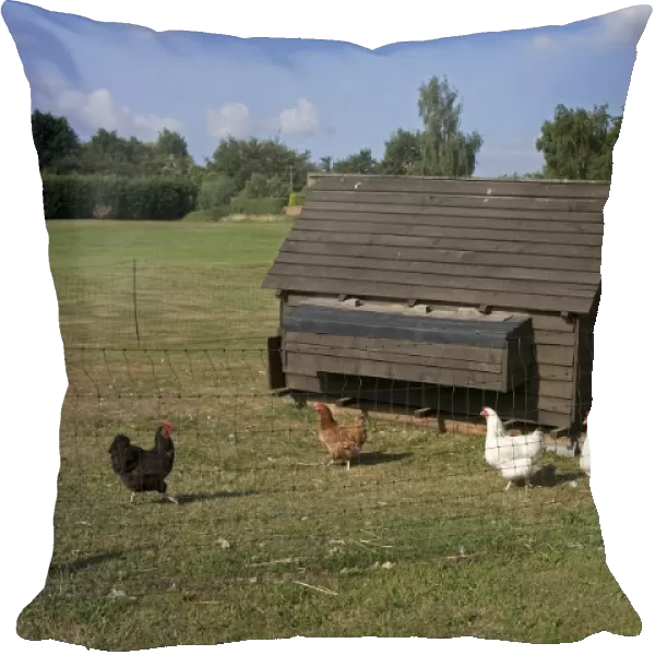 Domestic Chicken, free-range hens, flock with coop in run on smallholding, England, july