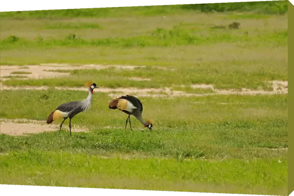 Grey Crowned-crane (Balearica regulorum) adult pair, feeding in habitat, Ruaha N. P. Tanzania