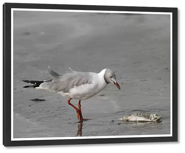Grey-headed Gull (Larus cirrocephalus) adult, feeding, scavenging dead fish on beach, Gambia, january