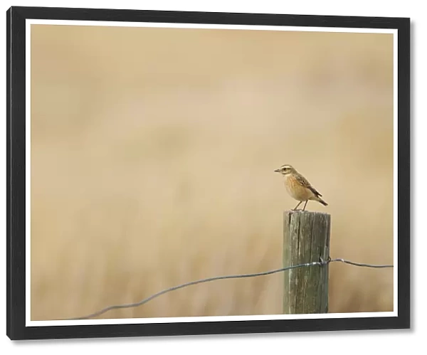 Whinchat (Saxicola rubetra) immature, perched on fencepost, Spain, august