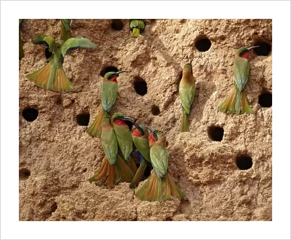 Red-throated Bee-eater (Merops bulocki) adults, flock at nestholes, nesting colony on riverbank, Niokolo-Koba, Senegal, february