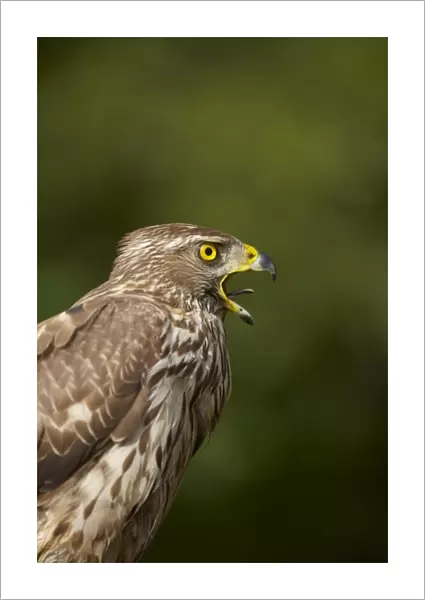 Northern Goshawk (Accipiter gentilis) adult female, calling, close-up of head and chest, Hungary
