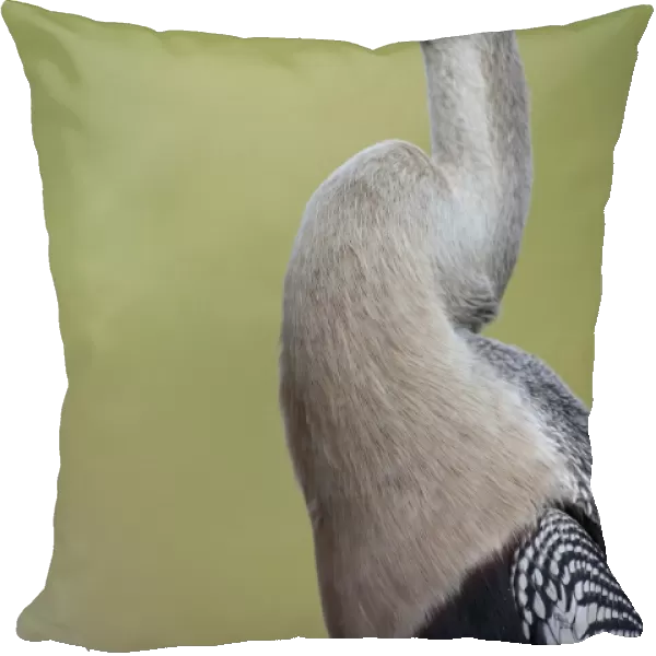 Anhinga (Anhinga anhinga) adult female, close-up of head and neck, Pantanal, Mato Grosso, Brazil