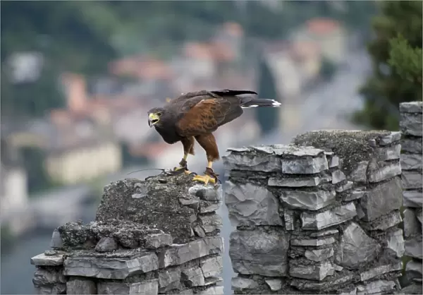 Harris Hawk (Parabuteo unicinctus) adult, falconry bird with radio tracking tag, Vezio Castle, Varenna, Lake Como, Lombardy, Italy