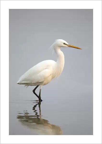 Chinese Egret (Egretta eulophotes) adult, in breeding plumage, wading in shallow water, Mai Po Nature Reserve, Hong Kong, China, may