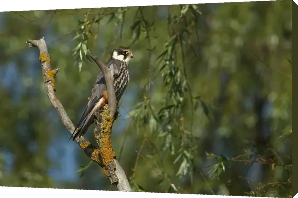 Eurasian Hobby (Falco subbuteo) adult, perched on branch, Tulcea, Danube Delta, Dobrogea, Romania, may