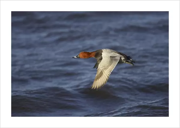 Common Pochard (Aythya ferina) adult male, in flight over water, Ouse Washes, Norfolk, England, winter