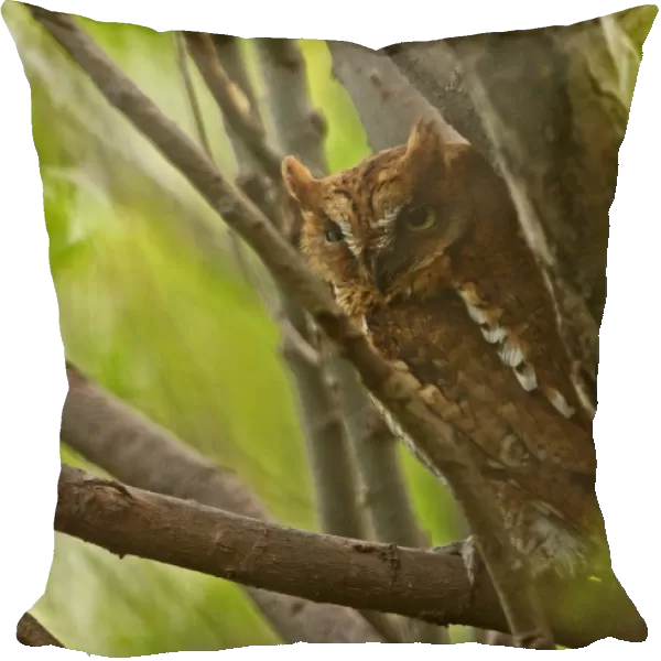 Oriental Scops-owl (Otus sunia stictonotus) rufous morph, adult, perched on branch, Hebei, China, may