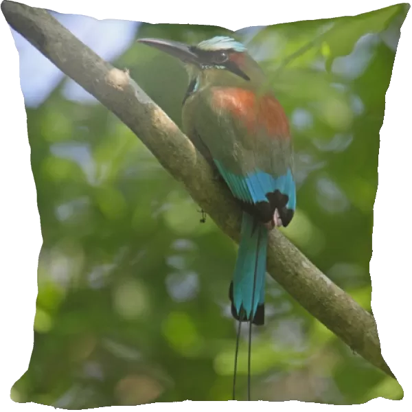 Turquoise-browed Motmot (Eumomota superciliosa) adult, perched on branch, Costa Rica, february